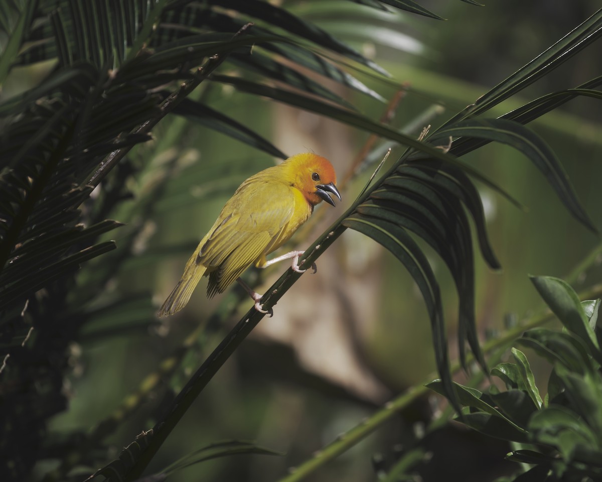 Golden Palm Weaver - ML646204776