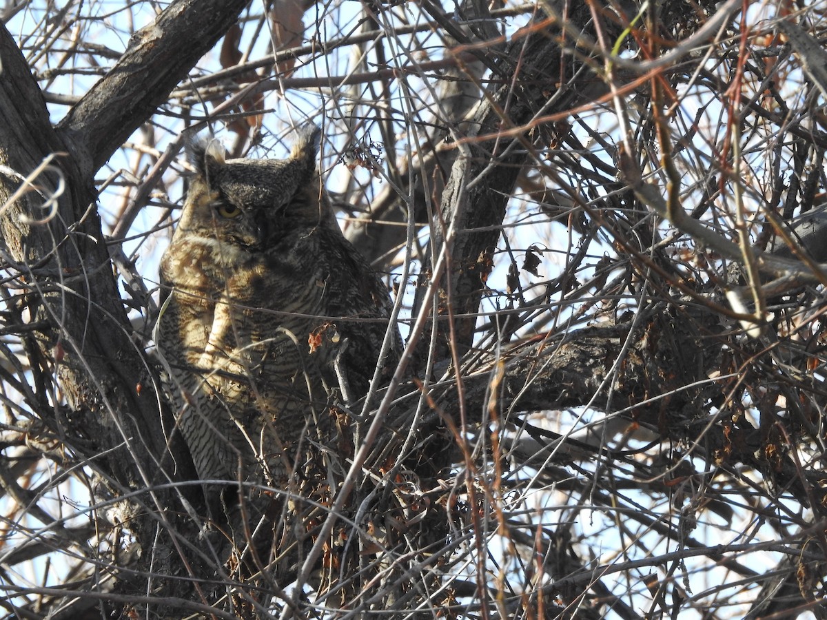Great Horned Owl - ML646204777