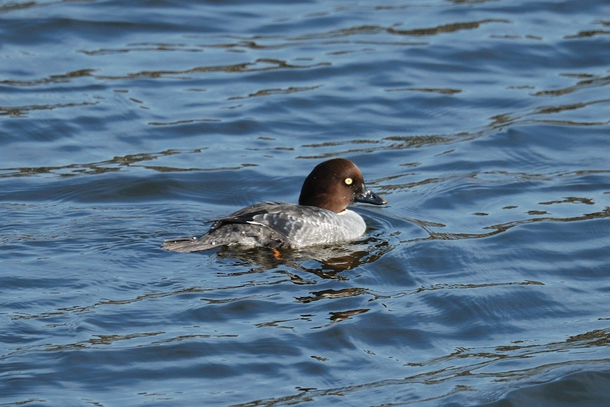 Common Goldeneye - ML646204779