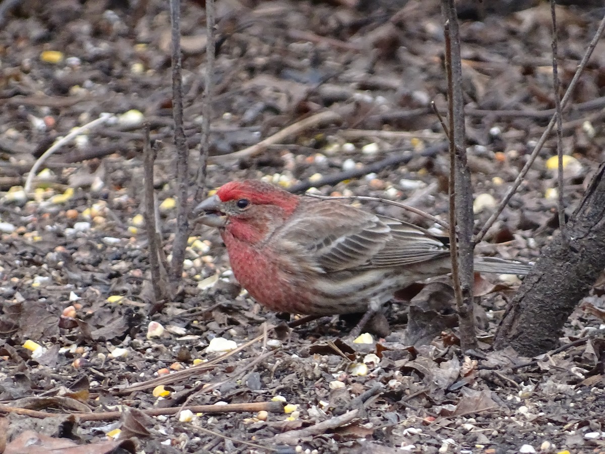 House Finch - ML646204781