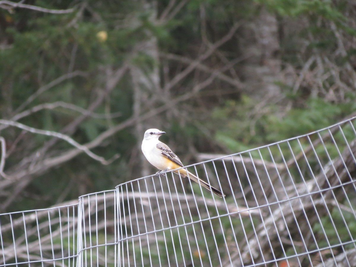 Scissor-tailed Flycatcher - ML646204783