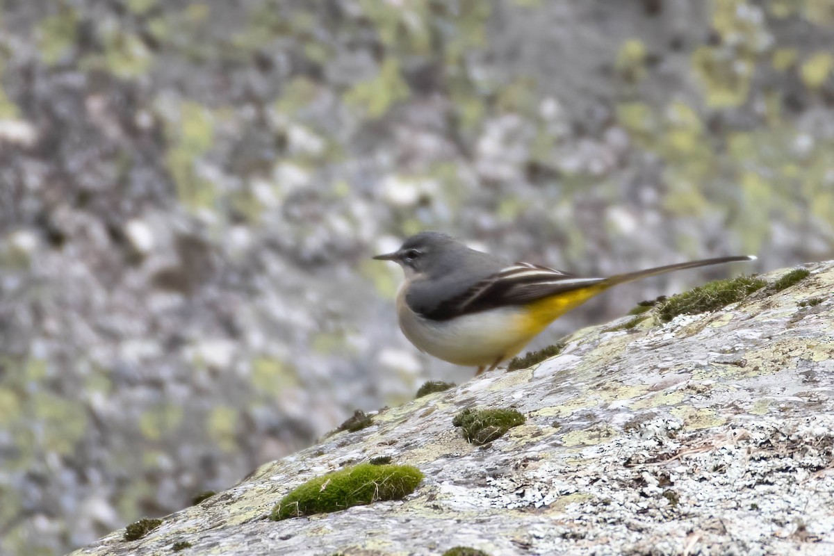 灰鶺鴒 - ML646204784