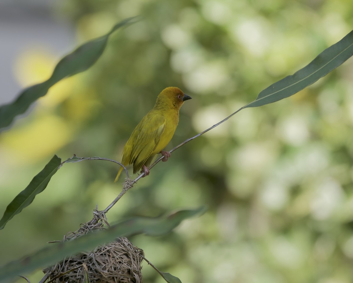 African Golden-Weaver - ML646204791