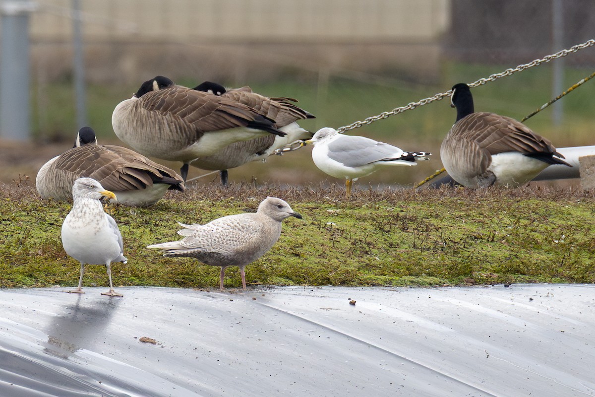 Iceland Gull (kumlieni) - ML646204792