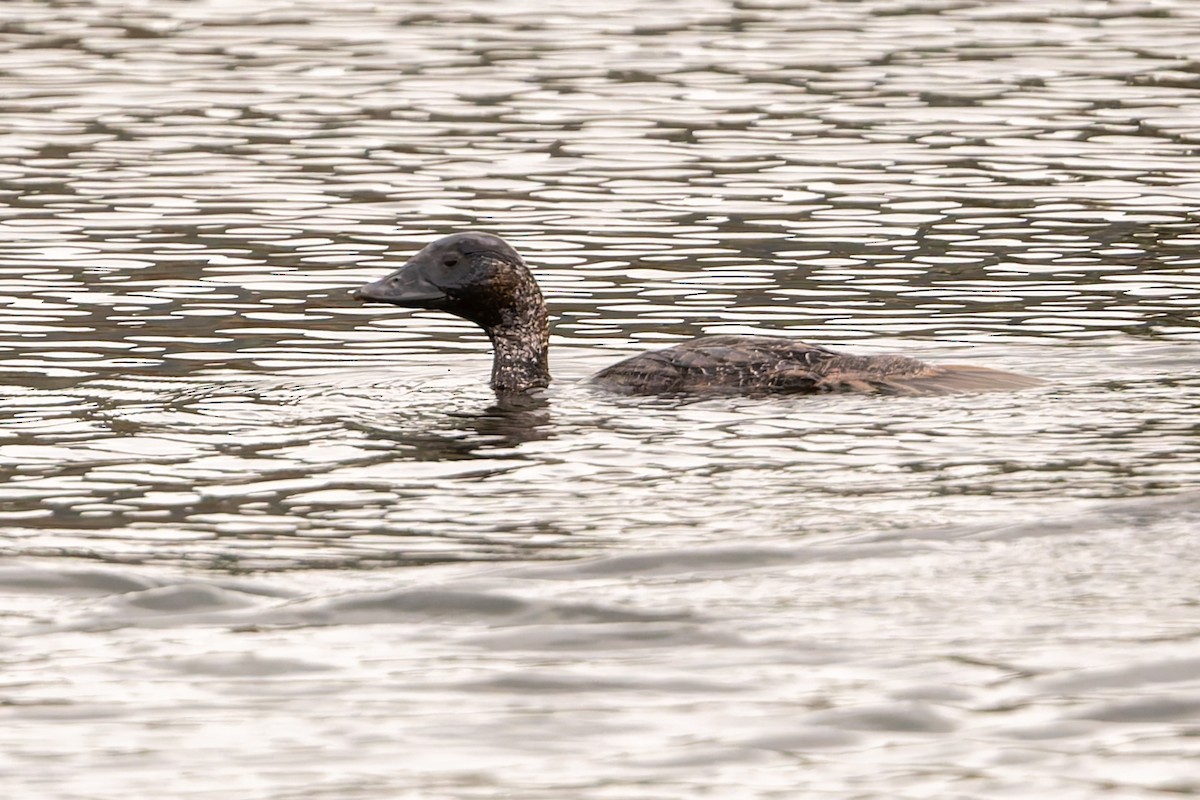kachnice laločnatá - ML646204794