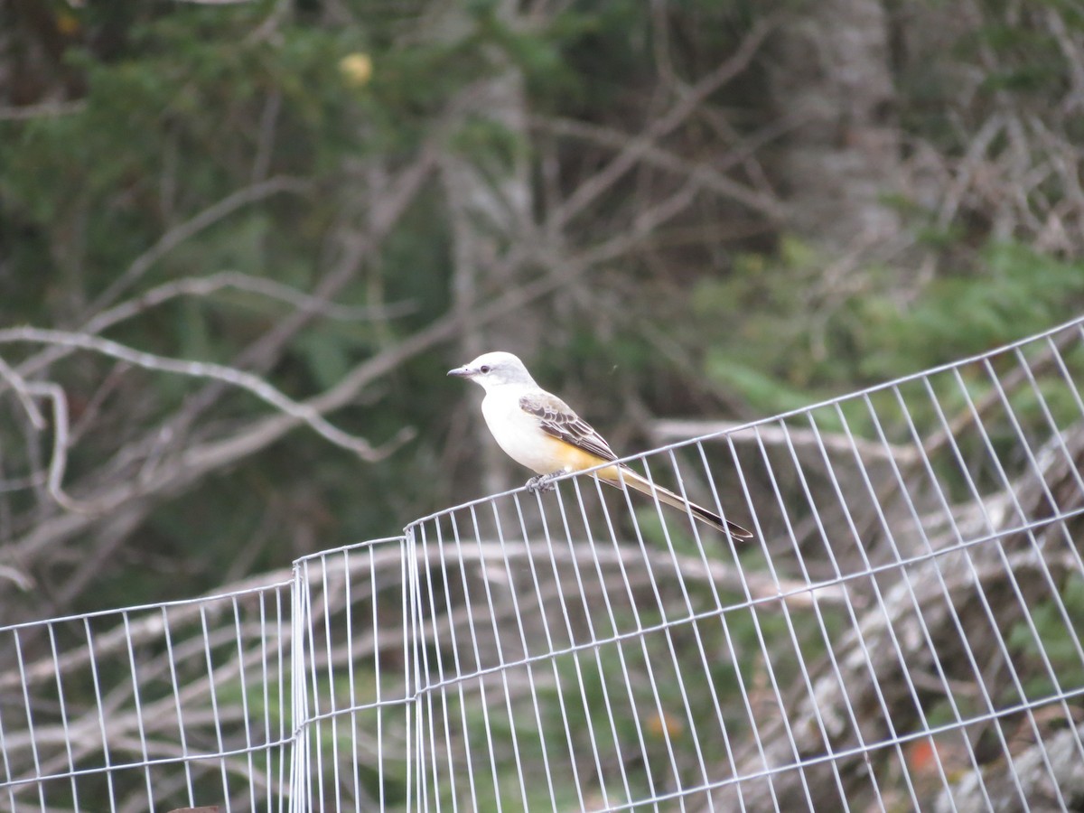 Scissor-tailed Flycatcher - ML646204798