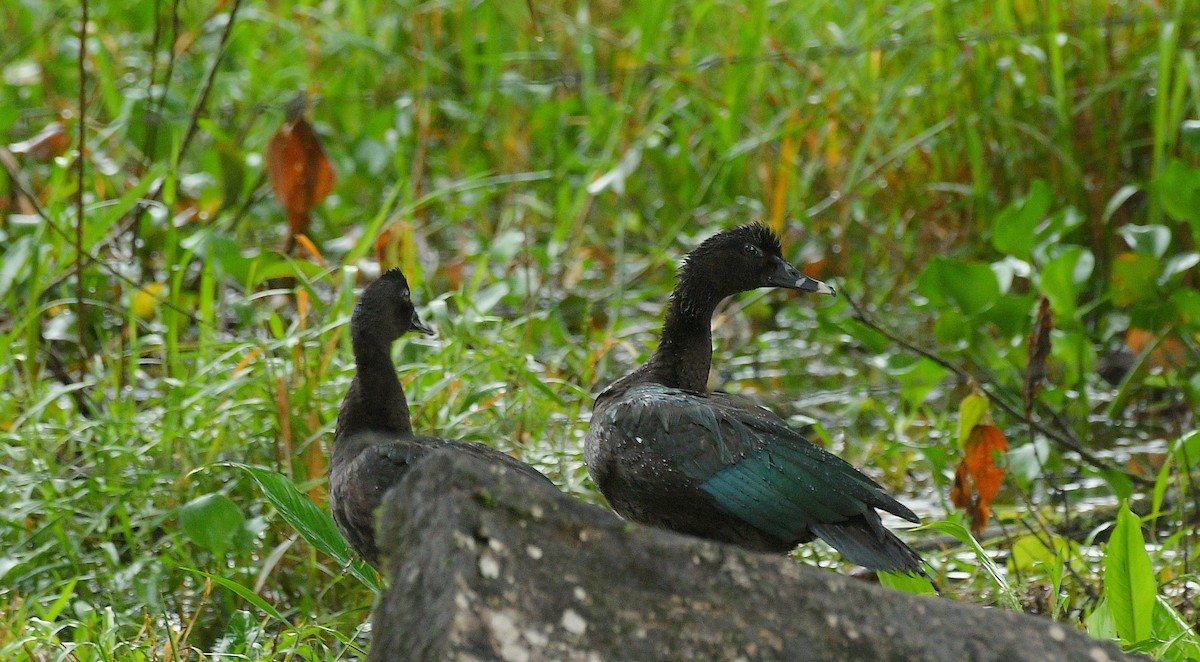Muscovy Duck - ML646204803