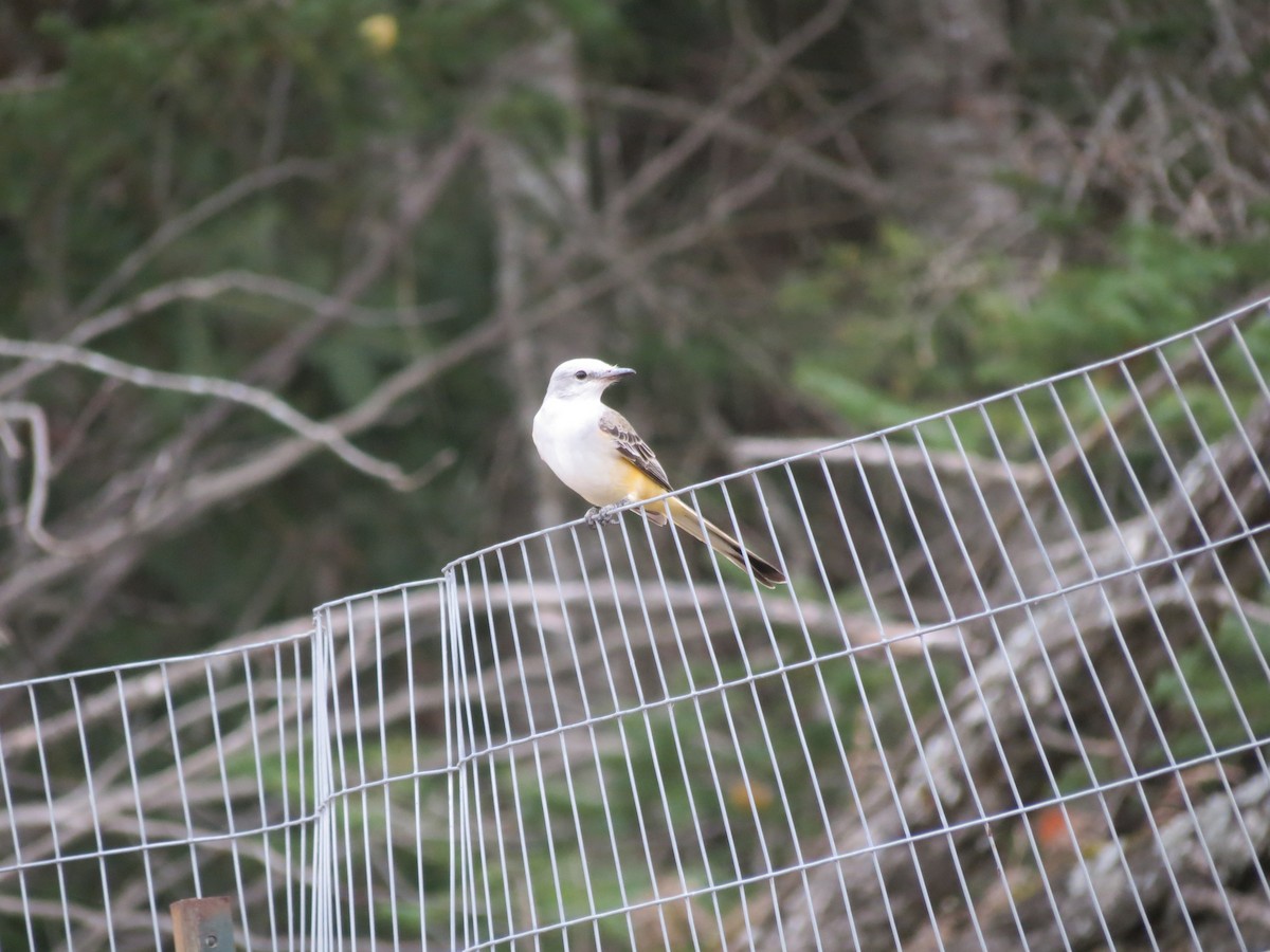 Scissor-tailed Flycatcher - ML646204808
