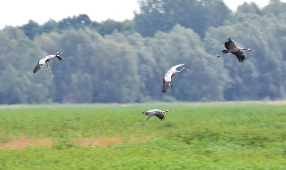Common Crane - ML646204811