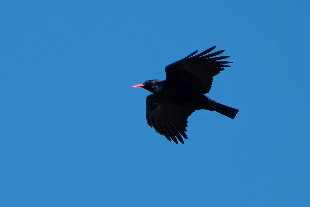 ベニハシガラス - ML646204814