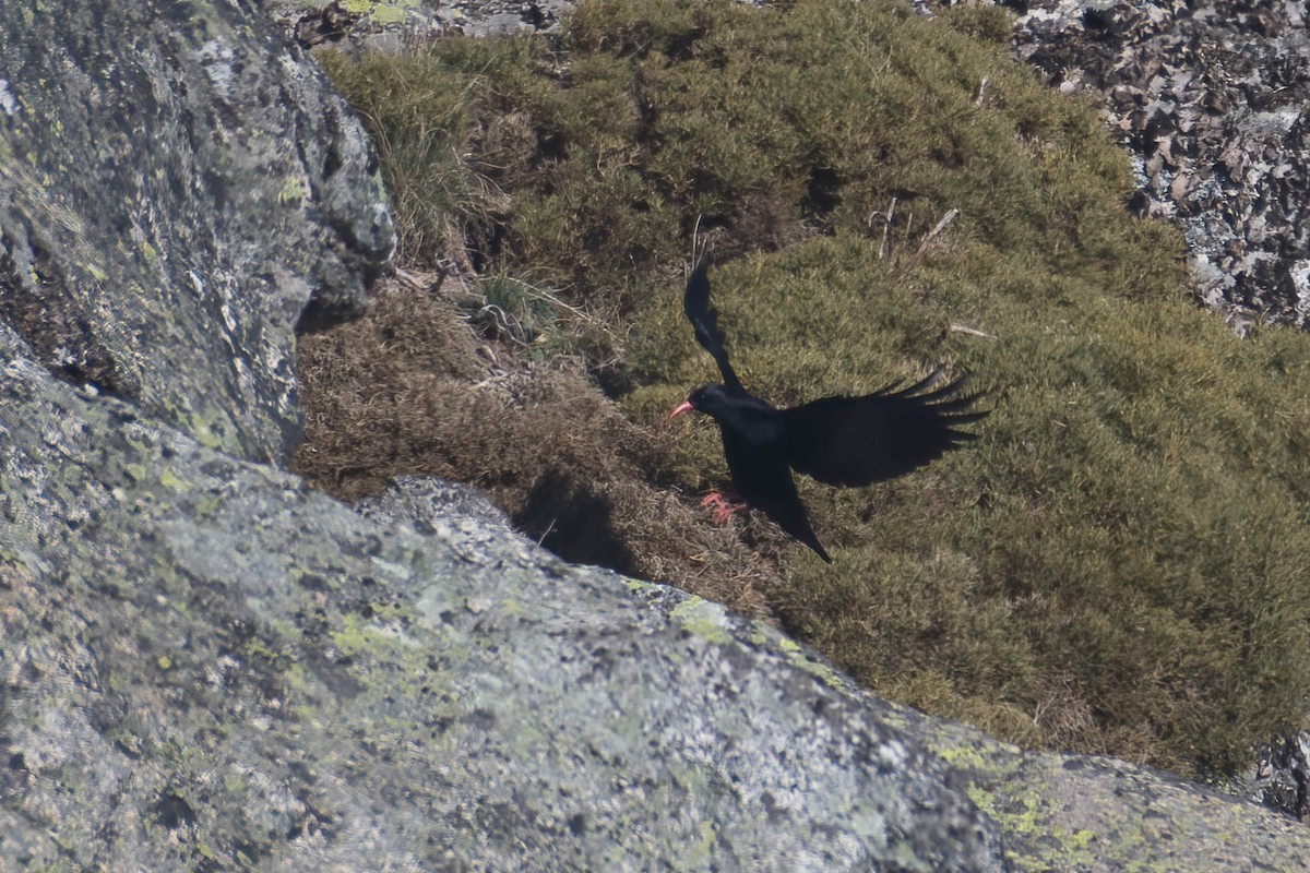 ベニハシガラス - ML646204818