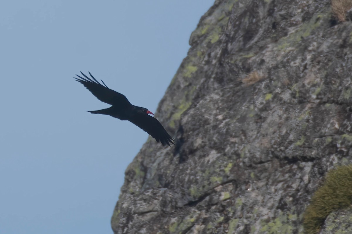 ベニハシガラス - ML646204819