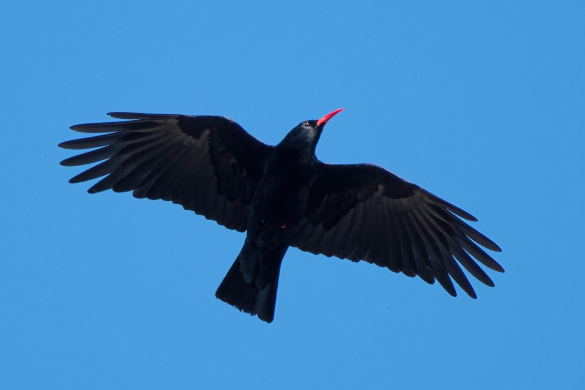 ベニハシガラス - ML646204820