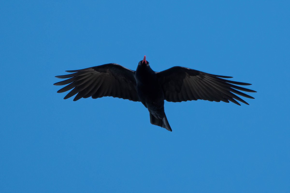 ベニハシガラス - ML646204821