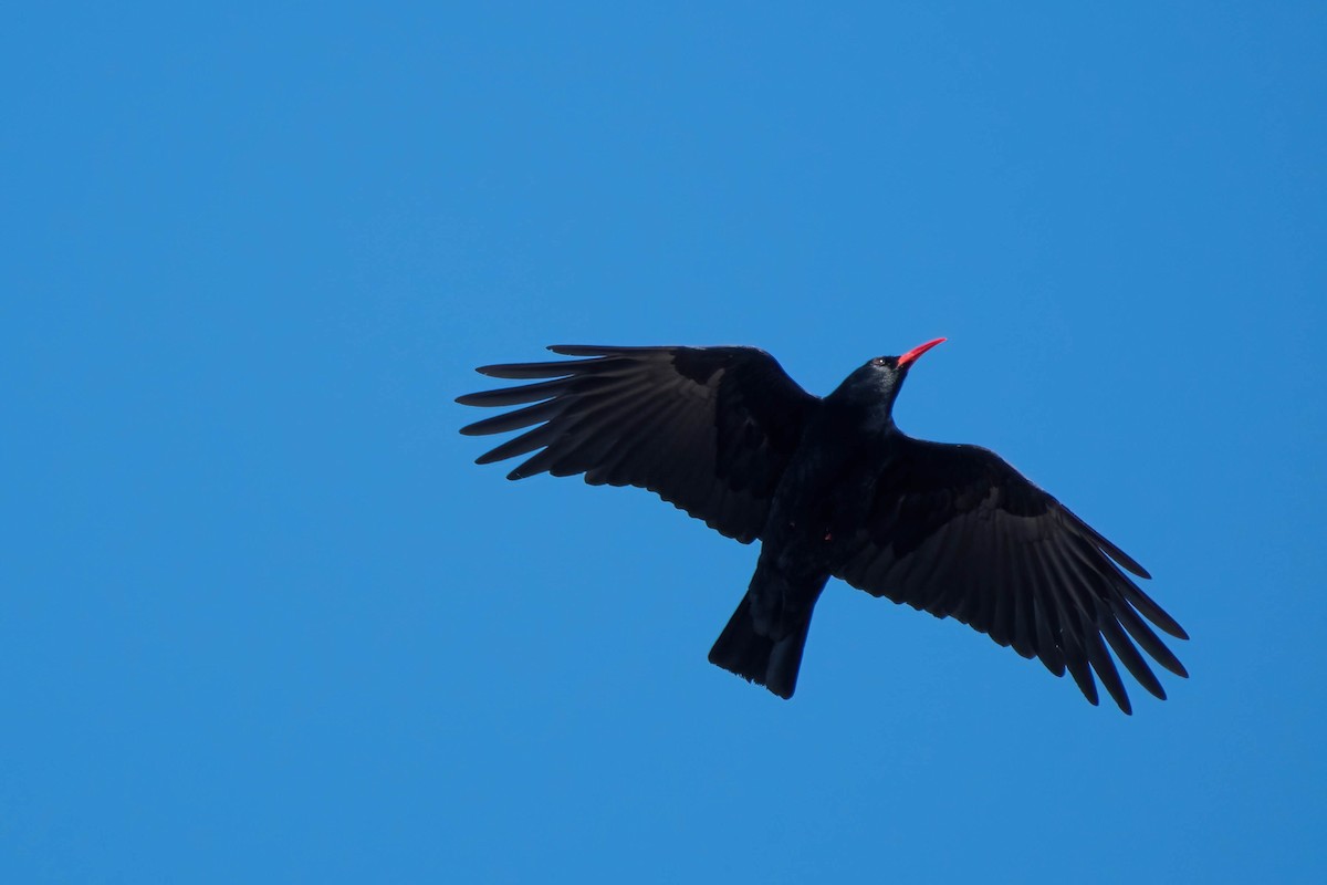 ベニハシガラス - ML646204822