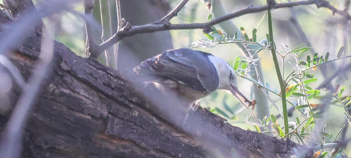 White-breasted Nuthatch - ML646204825