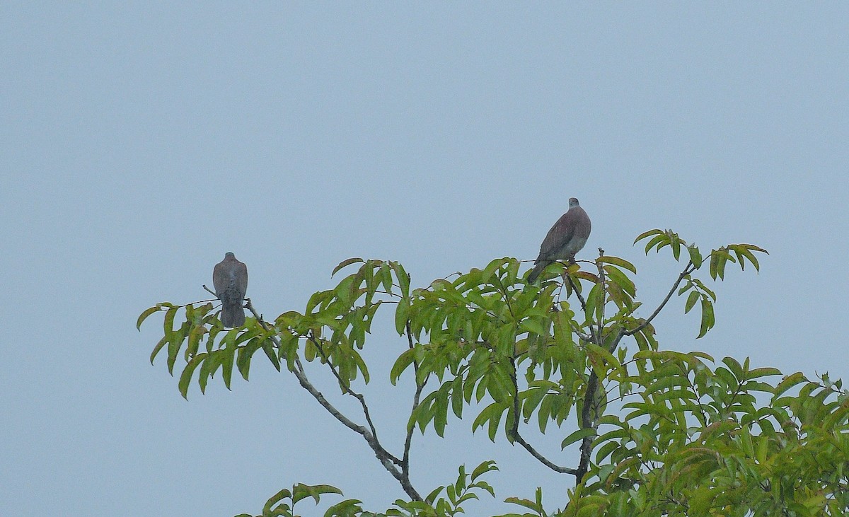 Pale-vented Pigeon - ML646204828