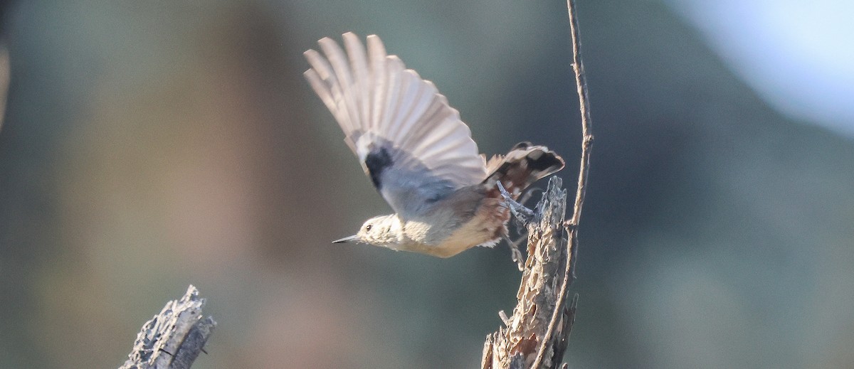 White-breasted Nuthatch - ML646204829