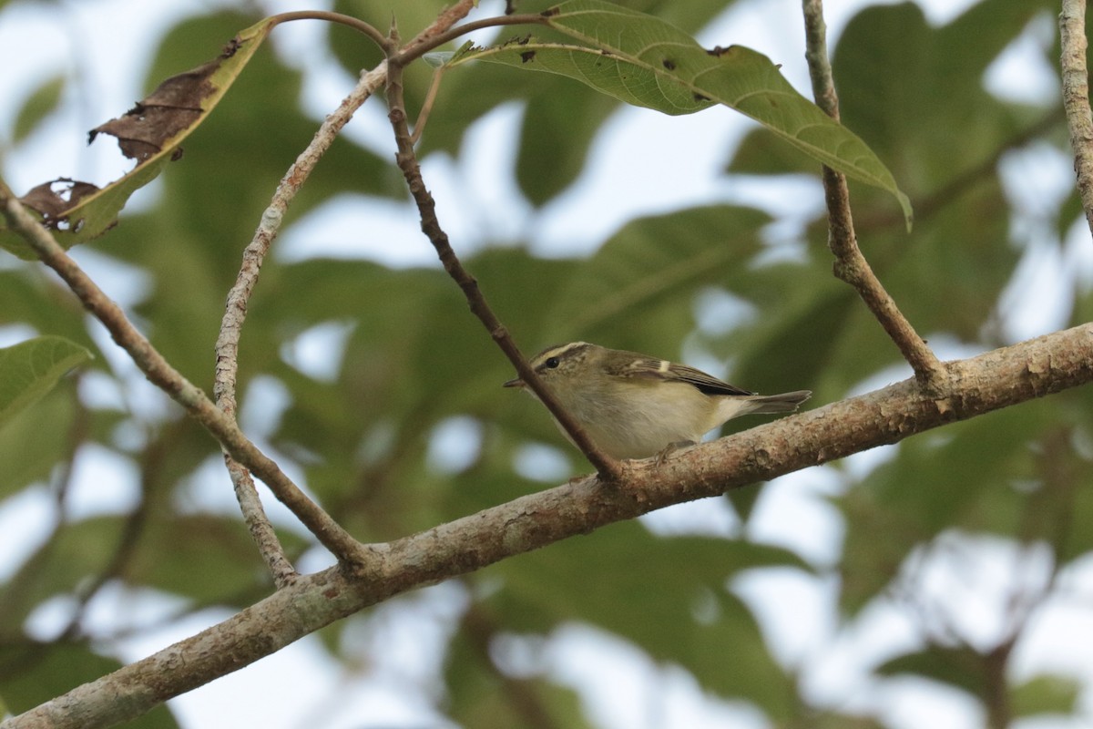 budníček pruhohlavý - ML646204833