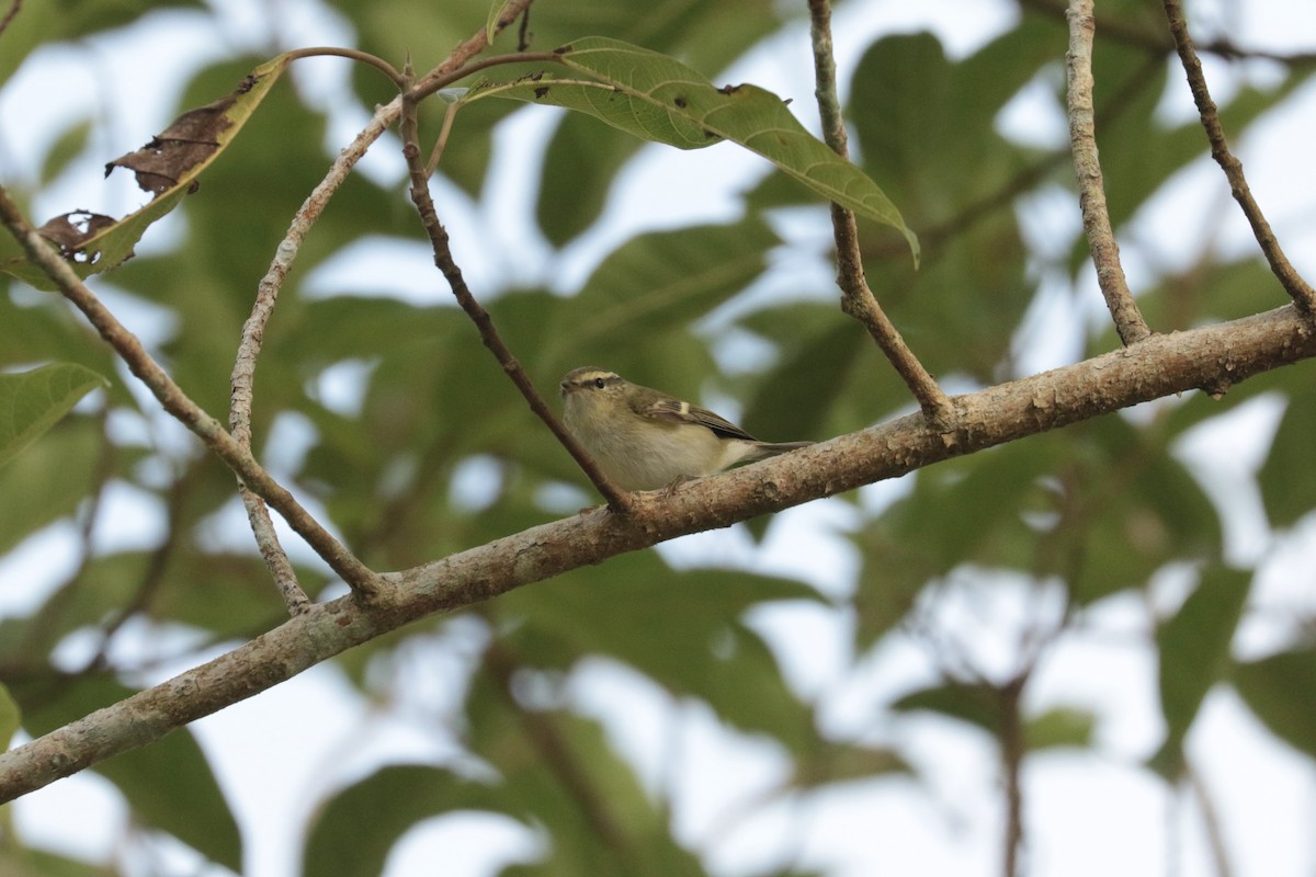 budníček pruhohlavý - ML646204834