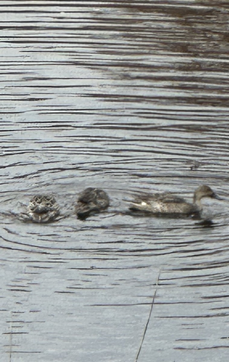 Northern Pintail - ML646204835