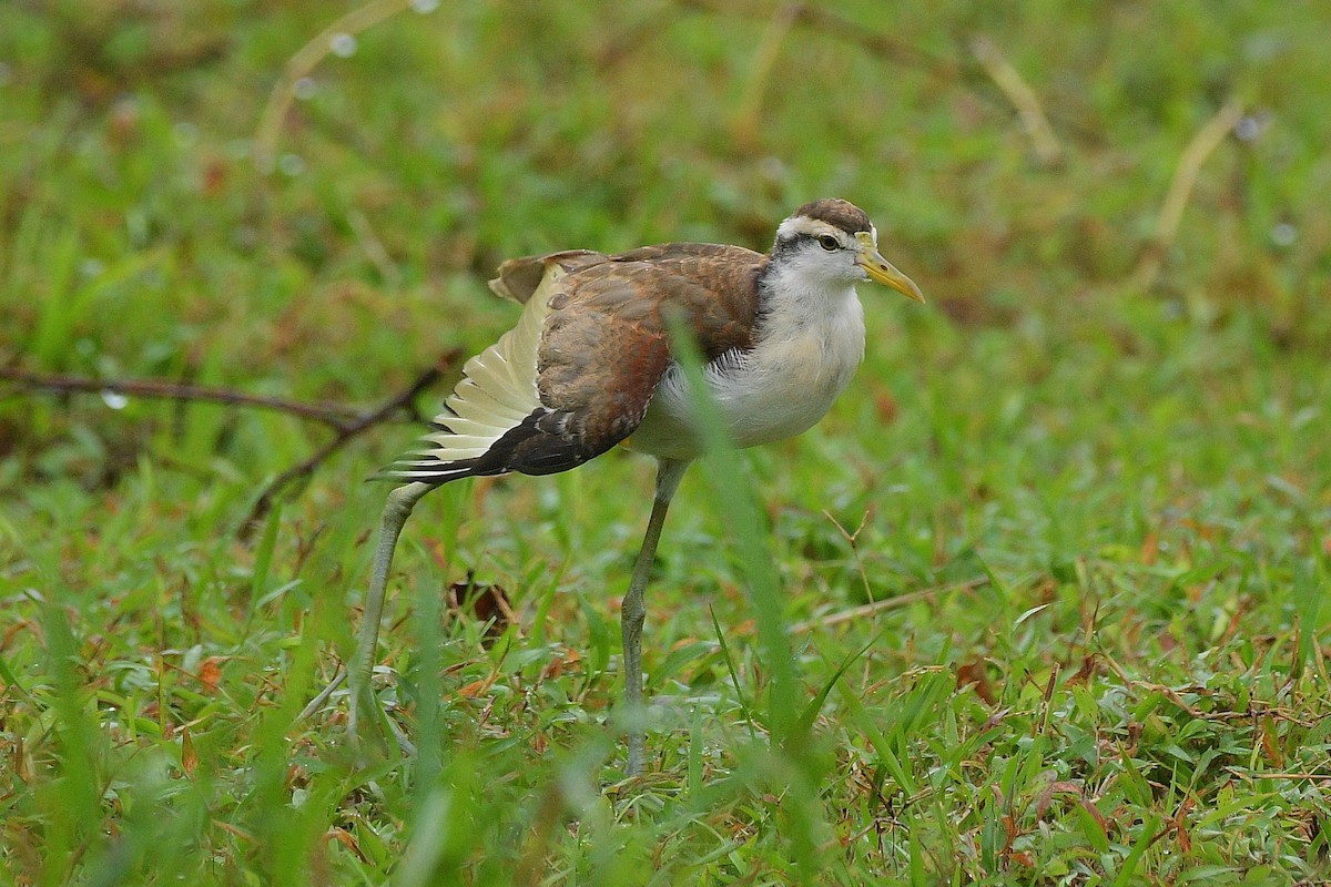 Northern Jacana - ML646204839