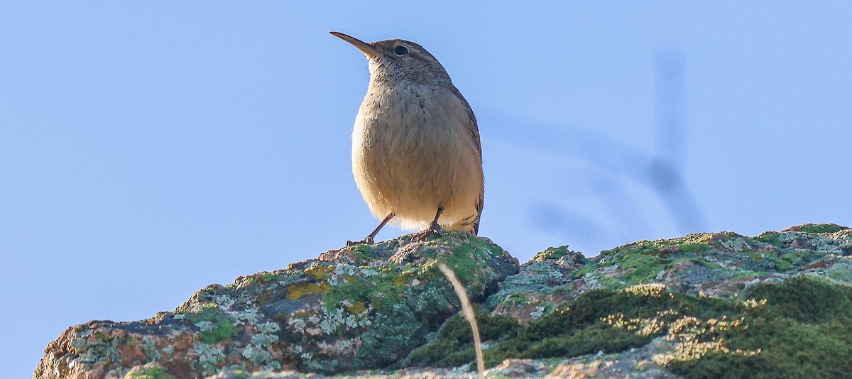 Rock Wren - ML646204840