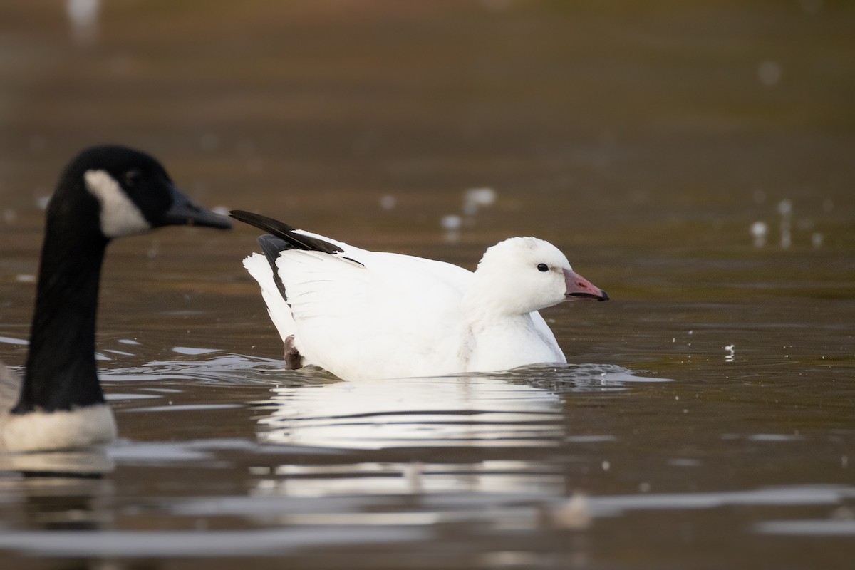 Ross's Goose - ML646204843