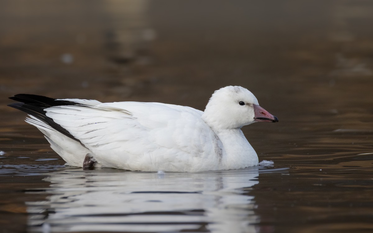 Ross's Goose - ML646204844