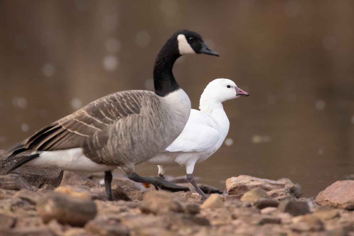 Ross's Goose - ML646204845