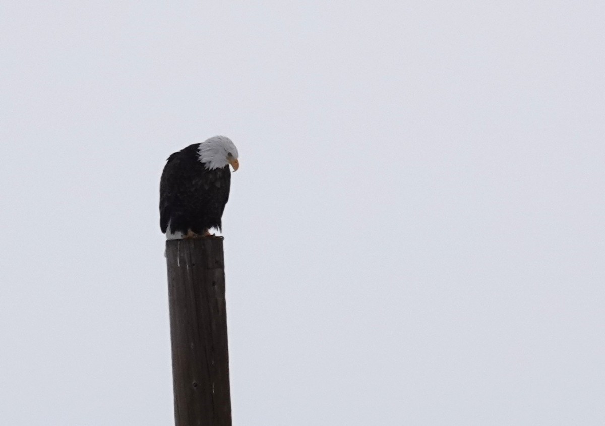 Bald Eagle - ML646204847