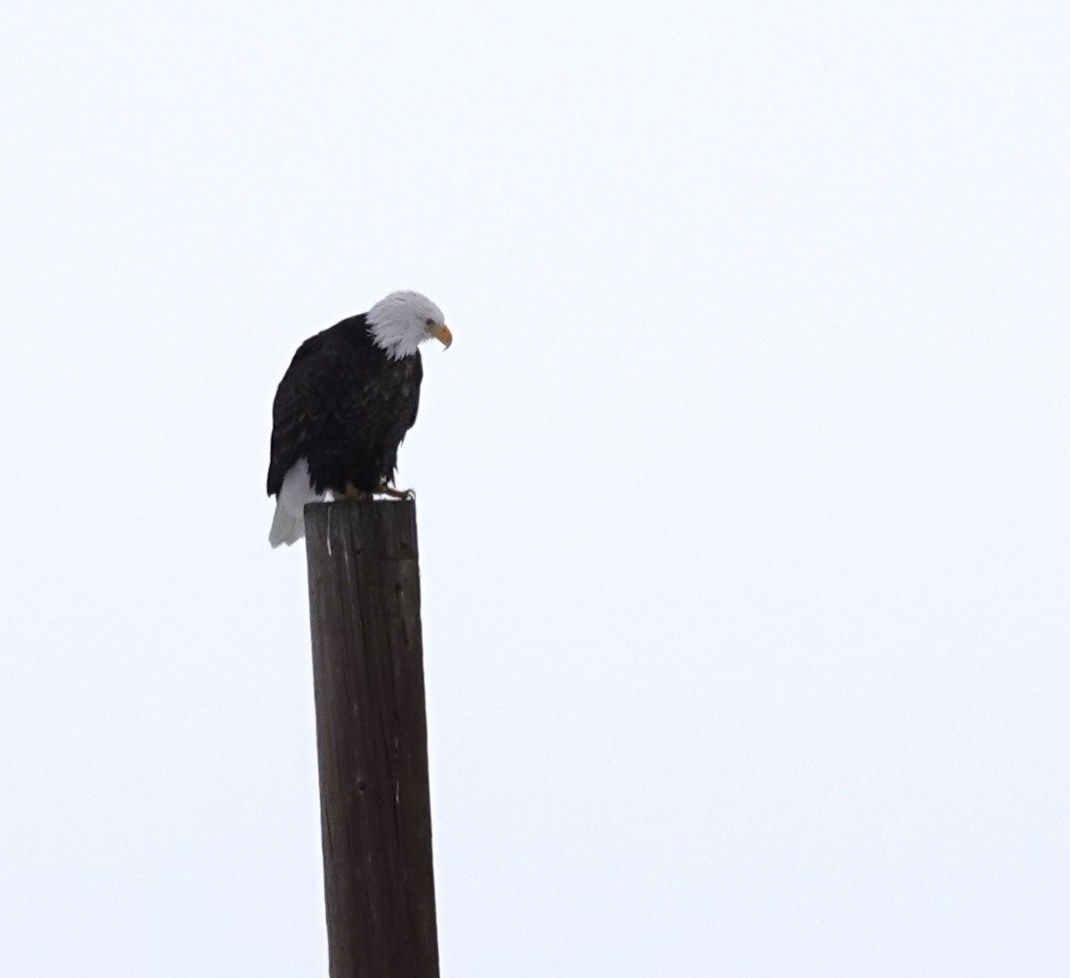 Bald Eagle - ML646204849