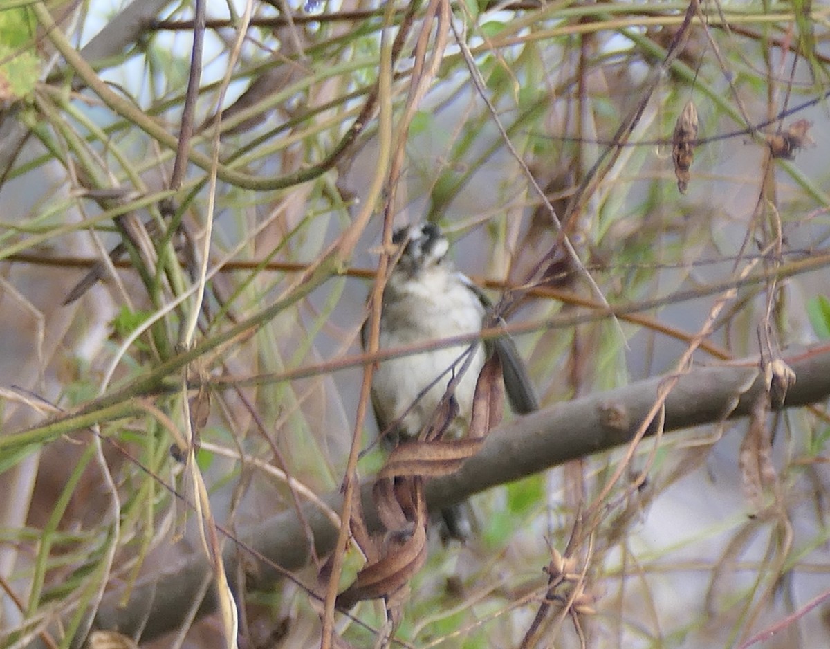 White-crowned Sparrow - ML646204850
