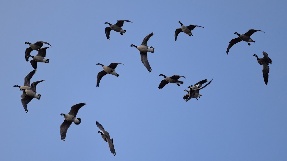 Canada Goose - ML646204851