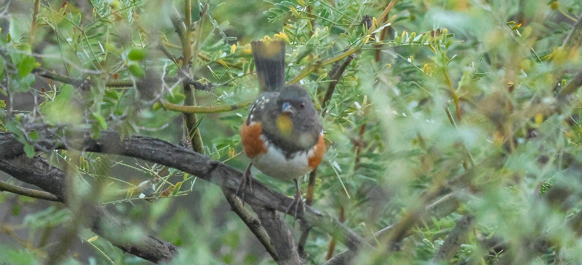 Spotted Towhee - ML646204857