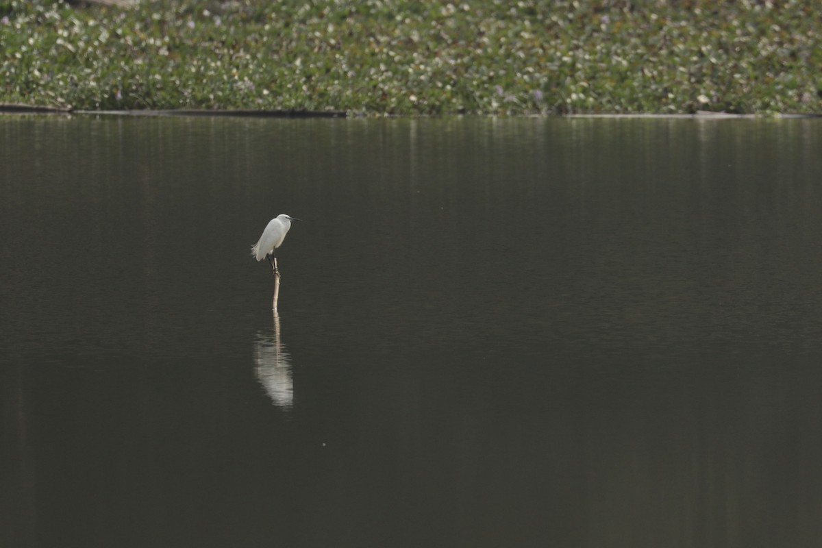 volavka stříbřitá - ML646204859