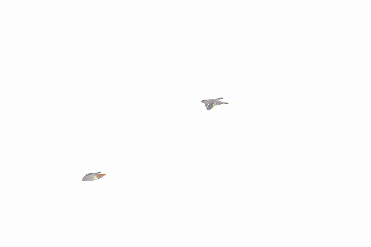 Ampelis Europeo - ML646204860