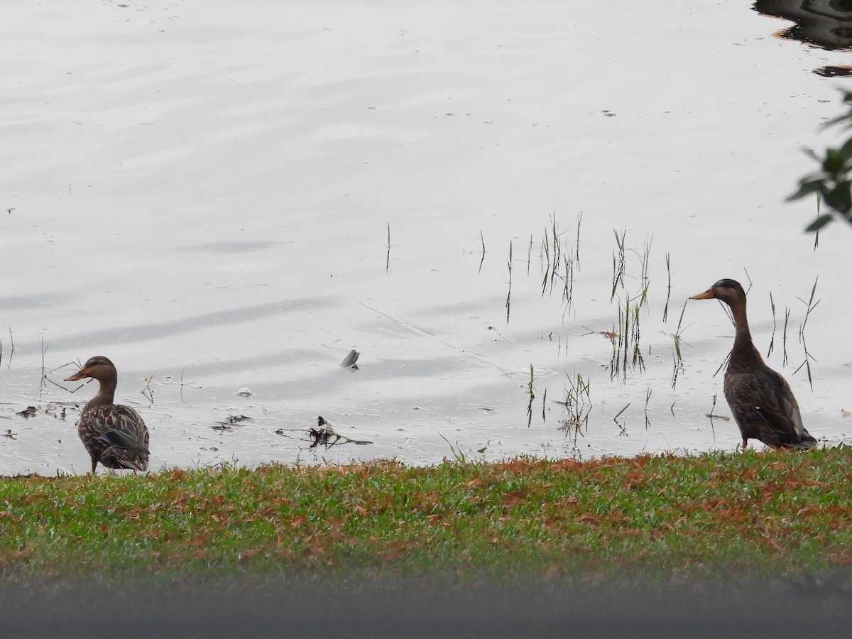 雑種 マガモ ｘ マダラガモ - ML646204862