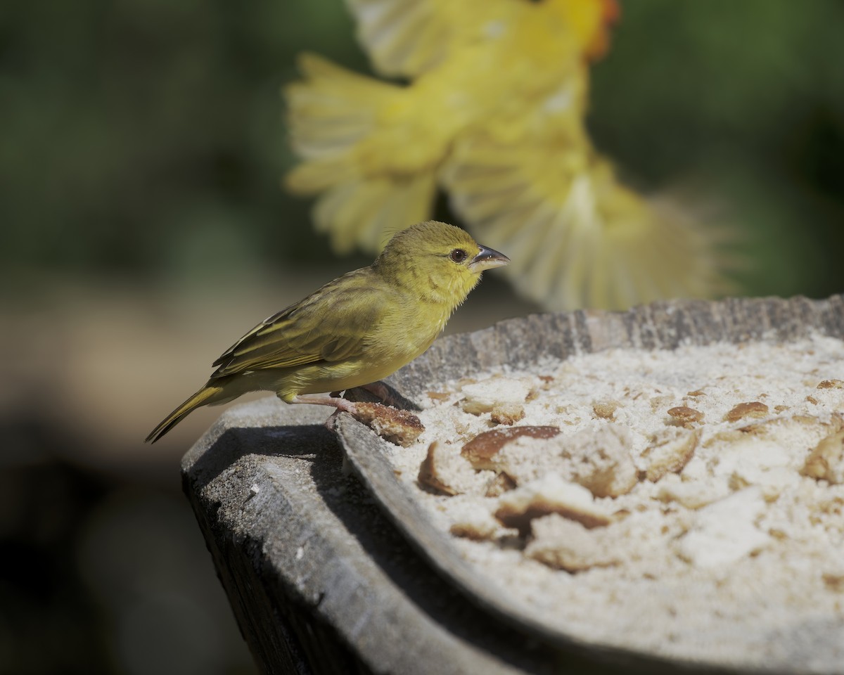 Golden Palm Weaver - ML646204864