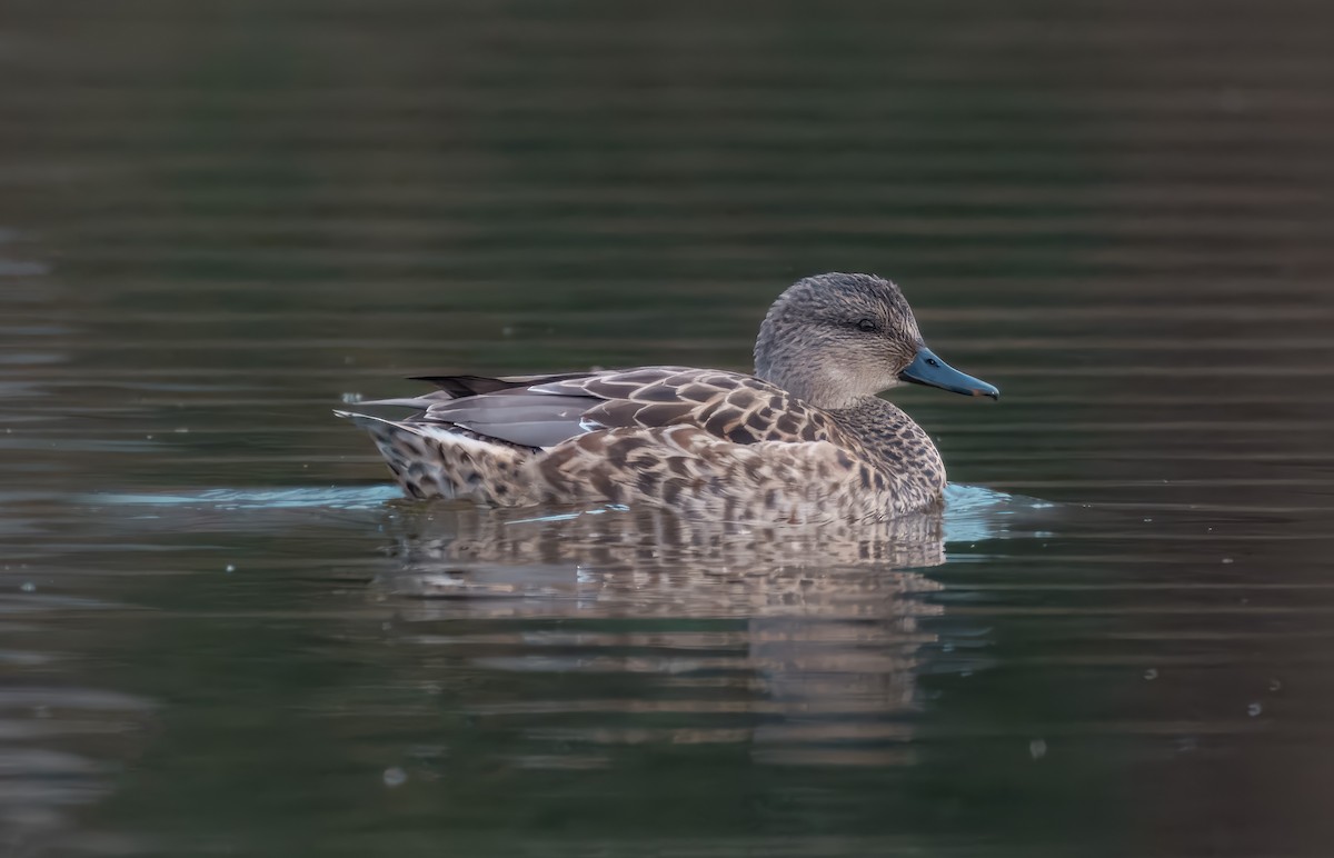 kopřivka obecná - ML646204870