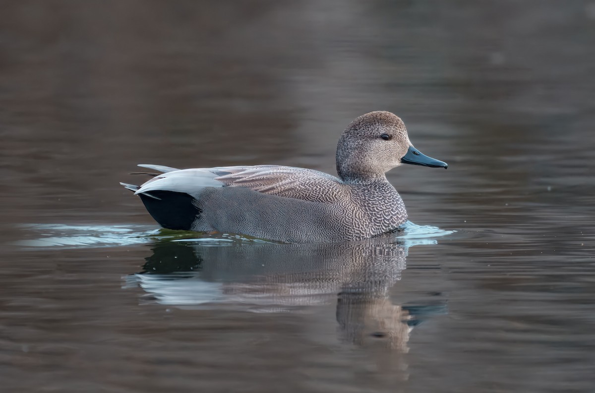 kopřivka obecná - ML646204872