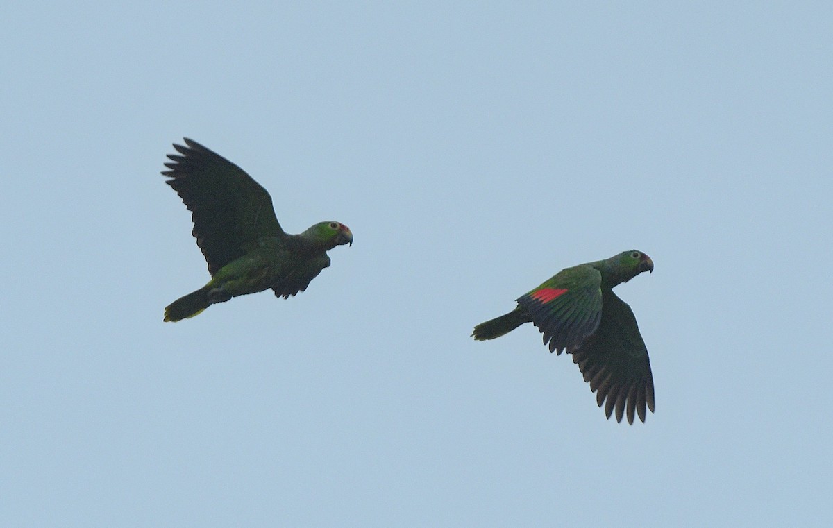 Red-lored Amazon - ML646204874