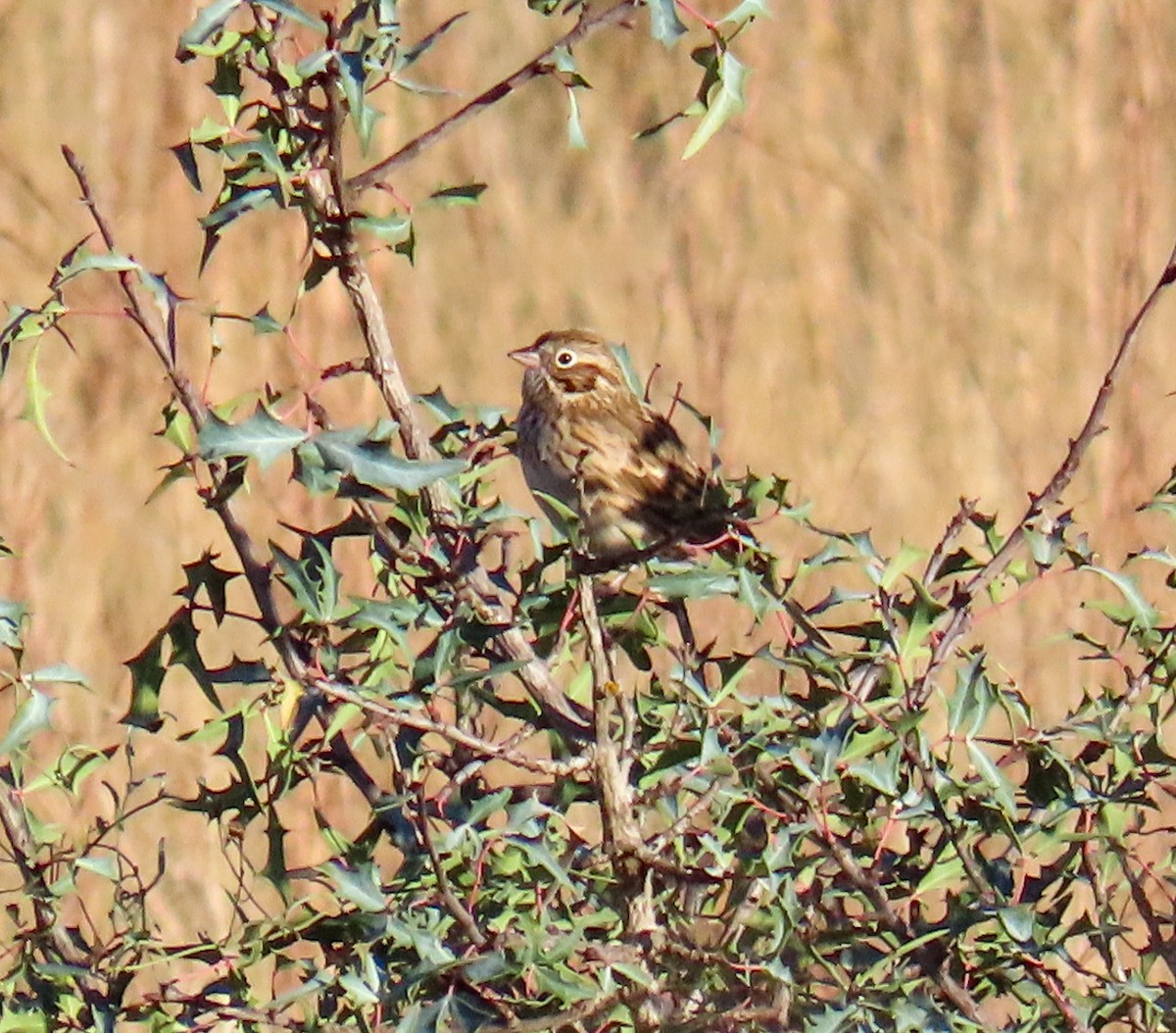 Chingolo Coliblanco - ML646204876