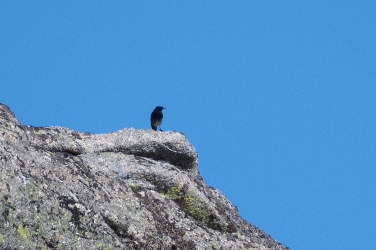 赭紅尾鴝 - ML646204878