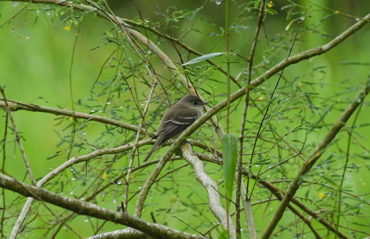 Alder/Willow Flycatcher (Traill's Flycatcher) - ML646204885