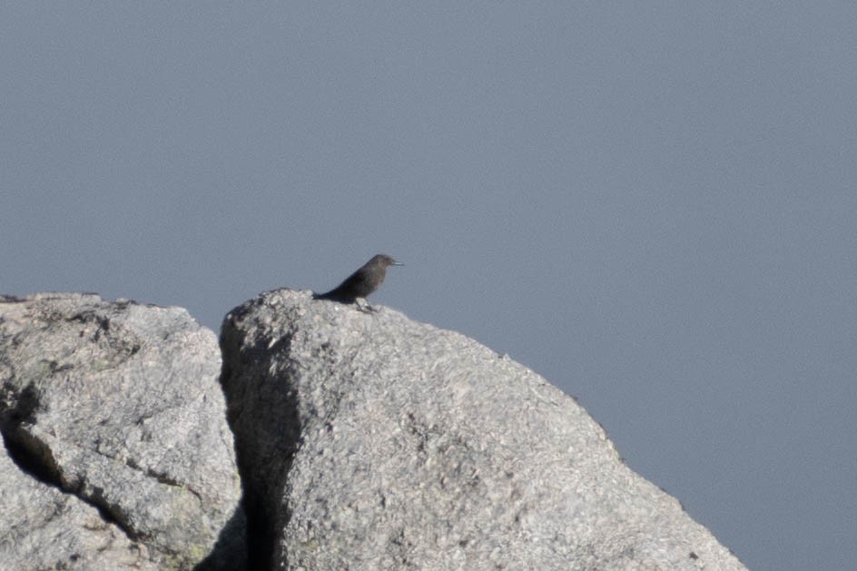 藍磯鶇 - ML646204886