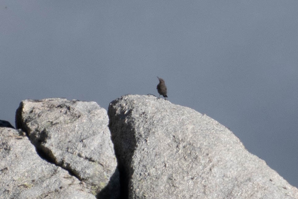 藍磯鶇 - ML646204887