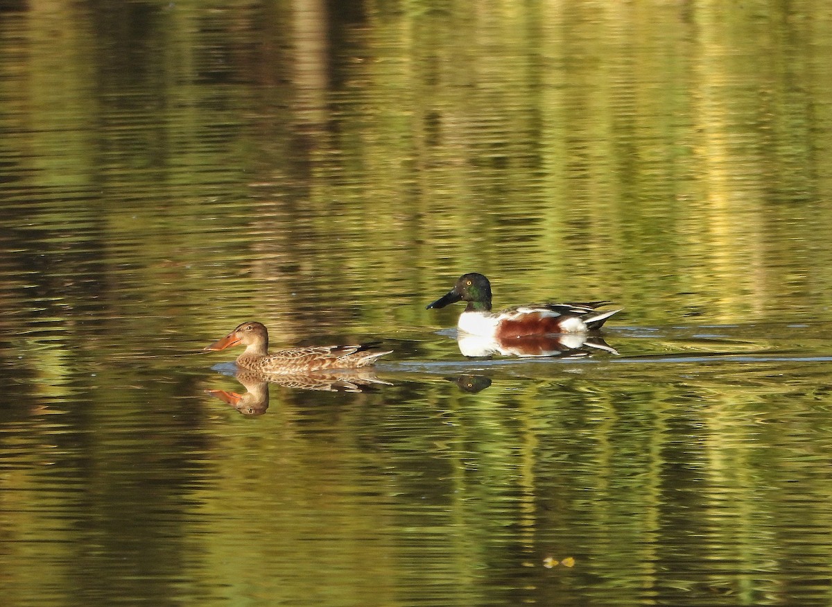 Northern Shoveler - ML646204893