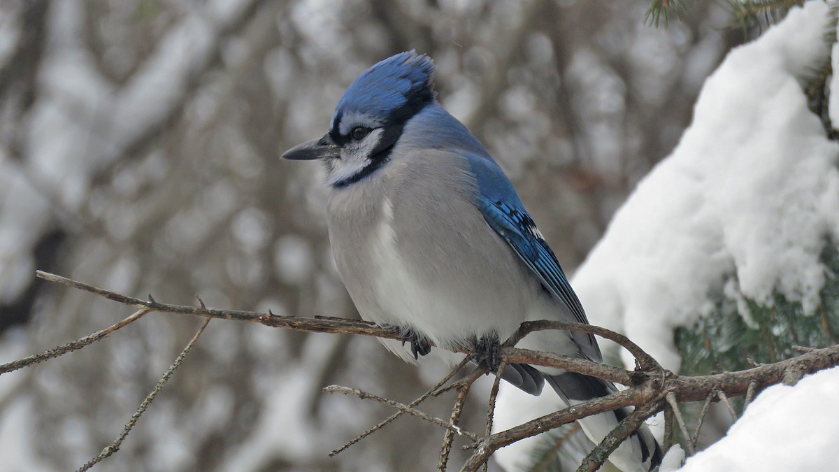Blue Jay - ML646204897