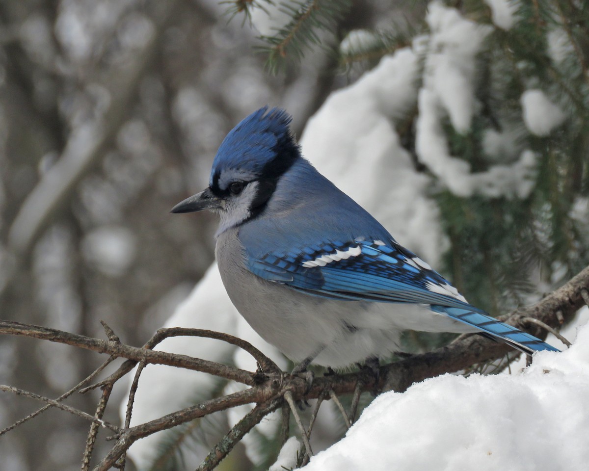 Blue Jay - ML646204898